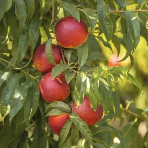 Snow Queen Nectarine Tree - Bare Root Fruit Tree 4-5 Feet