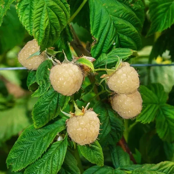 Snowbank White Blackberry Plant - 1 Quart Potted - Fruit Plant