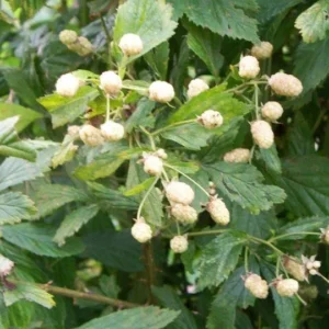 Snowbank White Blackberry Plant - 1 Quart Potted - Fruit Plant