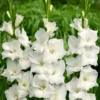 Solist Gladiolus Flower Bulbs - Pack of 10 - Easy to Grow Garden Flowers