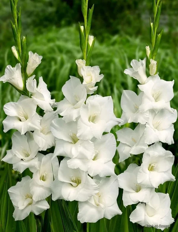 Solist Gladiolus Flower Bulbs - Pack of 10 - Easy to Grow Garden Flowers