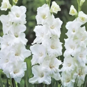 Solist Gladiolus Flower Bulbs - Pack of 10 - Easy to Grow Garden Flowers