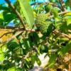 Soursop Plant Live for Planting, Annona Muricata Sweet Soursop Tree Live Plant 12 Inches Tall, Giant Soursop Guanabana Seedling