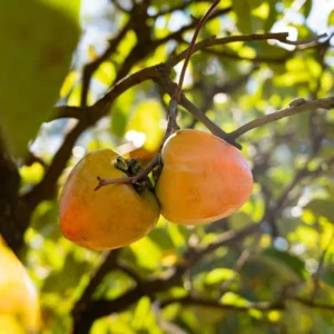 Tanenashi Asian Persimmon Tree - 2-3