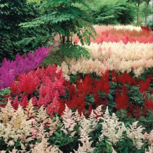 Mixed Astilbe Flower Bulbs Value Bag - 5 Bulbs per Pack - Attracts Butterflies and Hummingbirds - Deer Resistant - Naturalizing - Perennializing - Easy to Grow Live Plants - Outdoor Garden