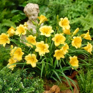 Stella D'oro Daylily Super Pack - 5 Flower Bulbs - Golden Yellow Blooms Early Season