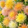 Star Mix Cactus Dahlias - 5 Bulbs Per Pack - Easy to Grow Flower Bulbs