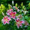 Stargazer Lily Jumbo Pack - 10 Flower Bulbs - Easy to Grow