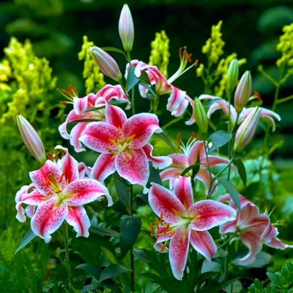 Stargazer Lily Jumbo Pack - 10 Flower Bulbs - Easy to Grow