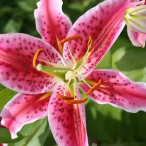 Stargazer Lily Jumbo Pack - 10 Flower Bulbs - Easy to Grow
