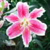 Stargazer Oriental Lily Flower Bulbs Value Pack (15 Pack of Bulbs) - Freshly Dug Flower Bulbs