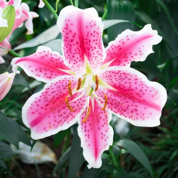 Stargazer Oriental Lily Flower Bulbs Value Pack (15 Pack of Bulbs) - Freshly Dug Flower Bulbs