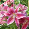 Stargazer Oriental Lily Pack Bulbs (3 Bulbs Per Pack) - Freshly Dug Flower Bulbs