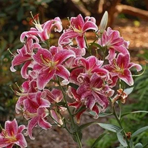 Stargazer Oriental Lily Pack Bulbs (3 Bulbs Per Pack) - Freshly Dug Flower Bulbs