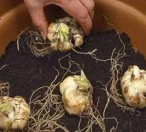 Stargazer Oriental Lily Pack Bulbs (3 Bulbs Per Pack) - Freshly Dug Flower Bulbs