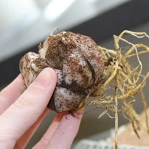 Stargazer Oriental Lily Pack Bulbs (3 Bulbs Per Pack) - Freshly Dug Flower Bulbs