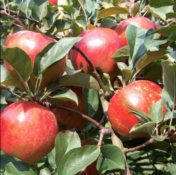 Apple Plant Live, Stark Ruby Darling Apple Tree Live Plant, Sweet Apple Fruit Tree Plant for Garden, 3-4  Feet Tall Bare Root, Live Apple Tree for Gardening Indoor Outdoor