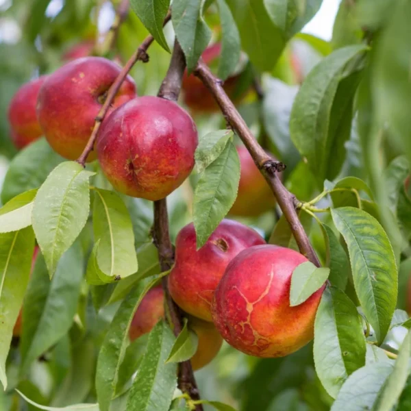 Stark SunGlo Nectarine Tree Live for Planting - Self Pollinating Live Fruit Tree 2 to 3 Feet Tall
