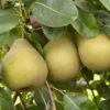 Starking Delicious Pear Tree - Pear Fruit Tree 1.5 to 3 Feet