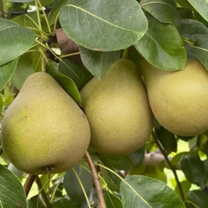 Starking Delicious Pear Tree - Pear Fruit Tree 1.5 to 3 Feet