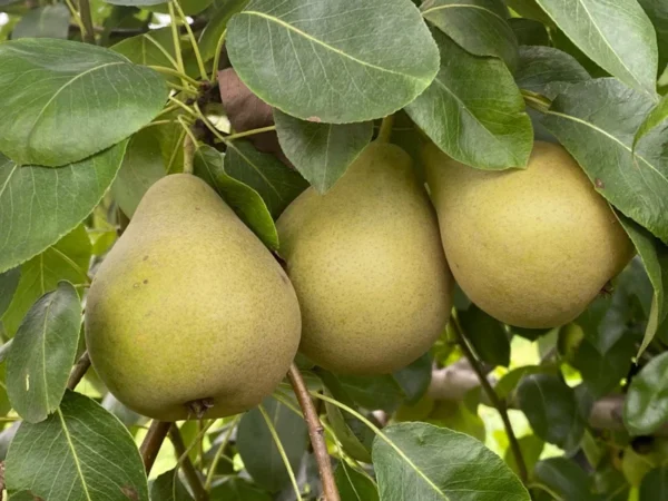 Starking Delicious Pear Tree - Pear Fruit Tree 1.5 to 3 Feet