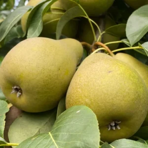 Starking Delicious Pear Tree - Pear Fruit Tree 1.5 to 3 Feet