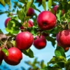 Starkspur Red Rome Beauty Apple Tree - Live Plant 2-3 Ft Tall - Garden Ready