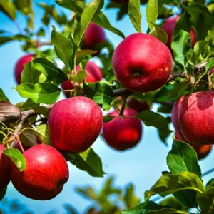Starkspur Red Rome Beauty Apple Tree - Live Plant 2-3 Ft Tall - Garden Ready