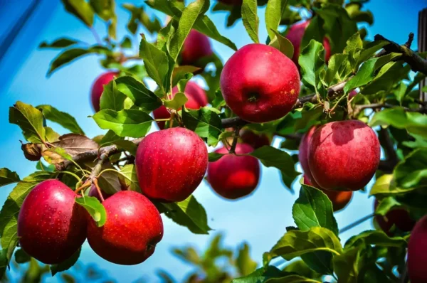 Starkspur Red Rome Beauty Apple Tree - Live Plant 2-3 Ft Tall - Garden Ready