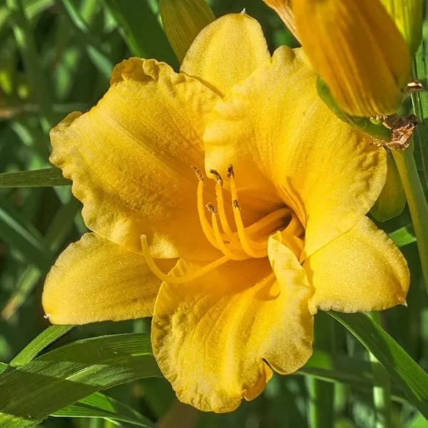 Stella D'oro Daylily Super Pack - 5 Flower Bulbs - Golden Yellow Blooms Early Season