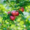 Summer Beaut Nectarine Tree Live Plant, 3 to 4 Feet Tall Bare Root, Winter Hardy for Gardening Outdoor, Dormant, No Leaf