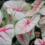 Summer Breeze Caladium Bulbs - 5 Bulbs Per Pack- Vibrant Garden Plants