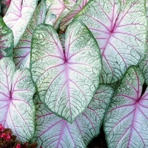 Summer Breeze Caladium Bulbs - 5 Bulbs Per Pack- Vibrant Garden Plants