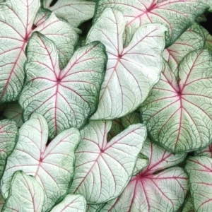 Summer Breeze Caladium Bulbs - 5 Bulbs Per Pack- Vibrant Garden Plants