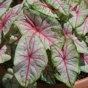 Summer Breeze Caladium Bulbs - 5 Bulbs Per Pack- Vibrant Garden Plants