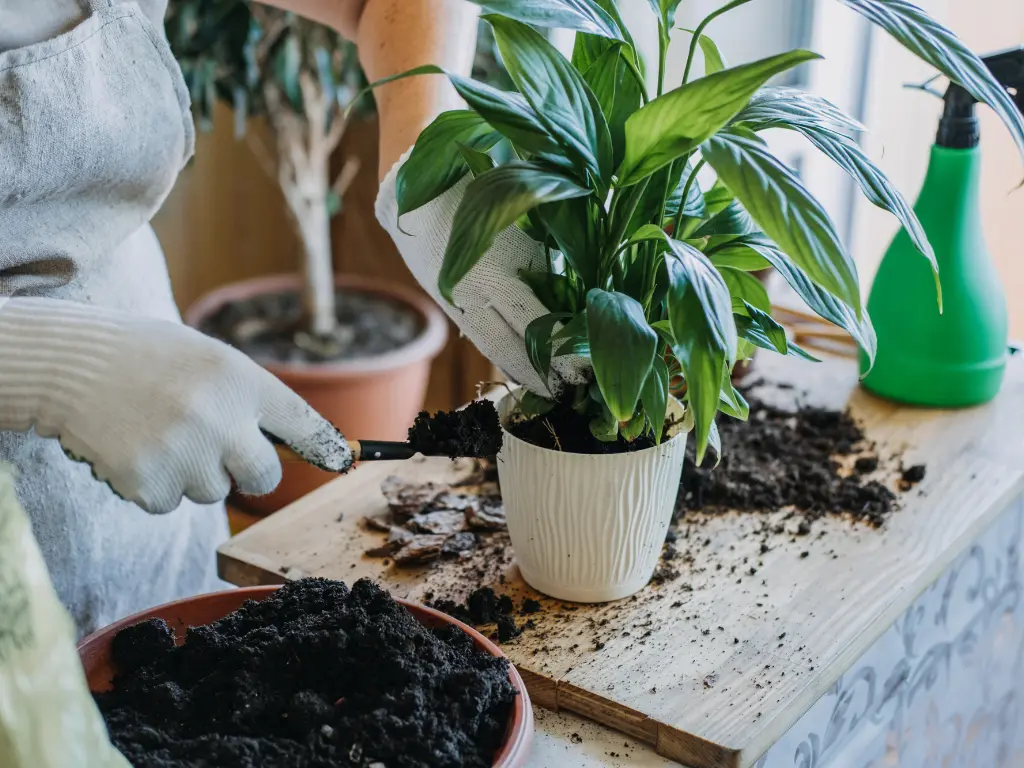 Summer Houseplant Care