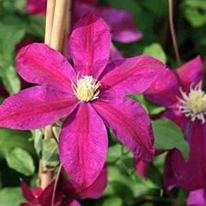 Sunset Clematis Plant Starter - 3-4 Inch Grower Pot - Garden Ready