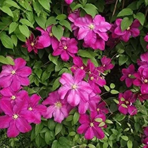 Sunset Clematis Plant Starter - 3-4 Inch Grower Pot - Garden Ready