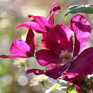 Sunset Clematis Plant Starter - 3-4 Inch Grower Pot - Garden Ready