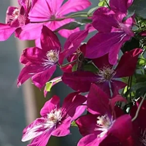 Sunset Clematis Plant Starter - 3-4 Inch Grower Pot - Garden Ready