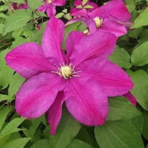 Sunset Clematis Plant Starter - 3-4 Inch Grower Pot - Garden Ready