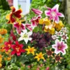 Superb Summer Garden Collection Flower - 46 Bulbs for 50 Days of Continuous Blooms