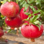 Sweet Pomegranate Plant Live - 4 to 6 Inch Tall for Outdoor Garden - Ship No Pot