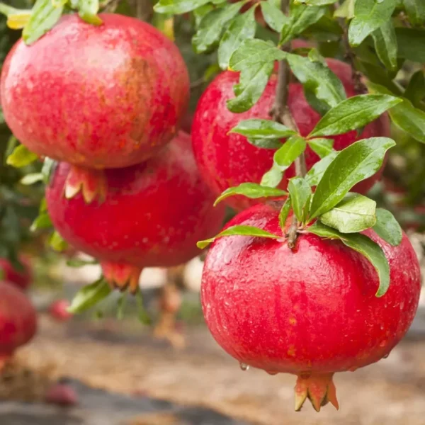 Sweet Pomegranate Plant Live - 4 to 6 Inch Tall for Outdoor Garden - Ship No Pot