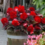 Switzerland Dark Leaf Red Begonia Flower Bulbs - 3 Bulbs per Pack