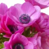 Sylphide Anemone Bulbs - Pack of 25 Flower Bulbs for Spring Blooms