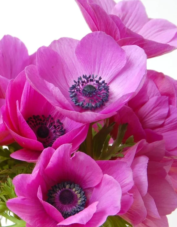 Sylphide Anemone Bulbs - Pack of 25 Flower Bulbs for Spring Blooms