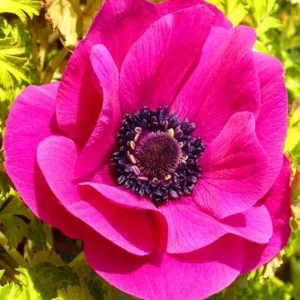Sylphide Anemone Bulbs - Pack of 25 Flower Bulbs for Spring Blooms
