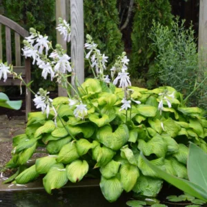 Easy to Grow Hosta 'Guacamole' Bulbs (1 Bulbs Per Pack) - Lime Green Foliage & Lavender Flowering Blooms for Shade Gardens