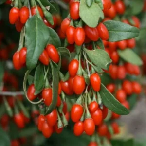 Vermilion Sunset Goji Plant 1 Quart Potted